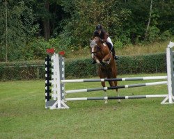 jumper Mr.Moe (Oldenburg show jumper, 2009, from Monte Bellini)