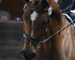 dressage horse Athena 142 (Hessian Warmblood, 2001, from Almaz)