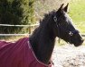 dressage horse Donau's Kaiserin (Trakehner, 2019, from Kaiser Milton)