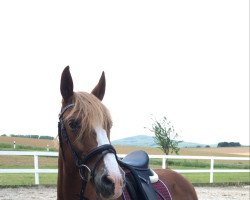 dressage horse Macho (unknown, 2008)