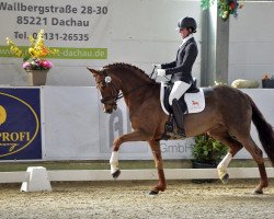 dressage horse Gut Wettlkam’s Venice (Westphalian, 2016, from Veneno)