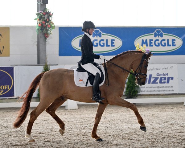 dressage horse Gut Wettlkam's Van Helsing (Oldenburg, 2017, from Vitalis)