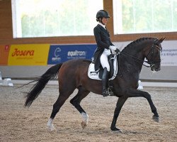 dressage horse Gut Wettlkam's Quantum Vis (Hanoverian, 2009, from Quaterback)