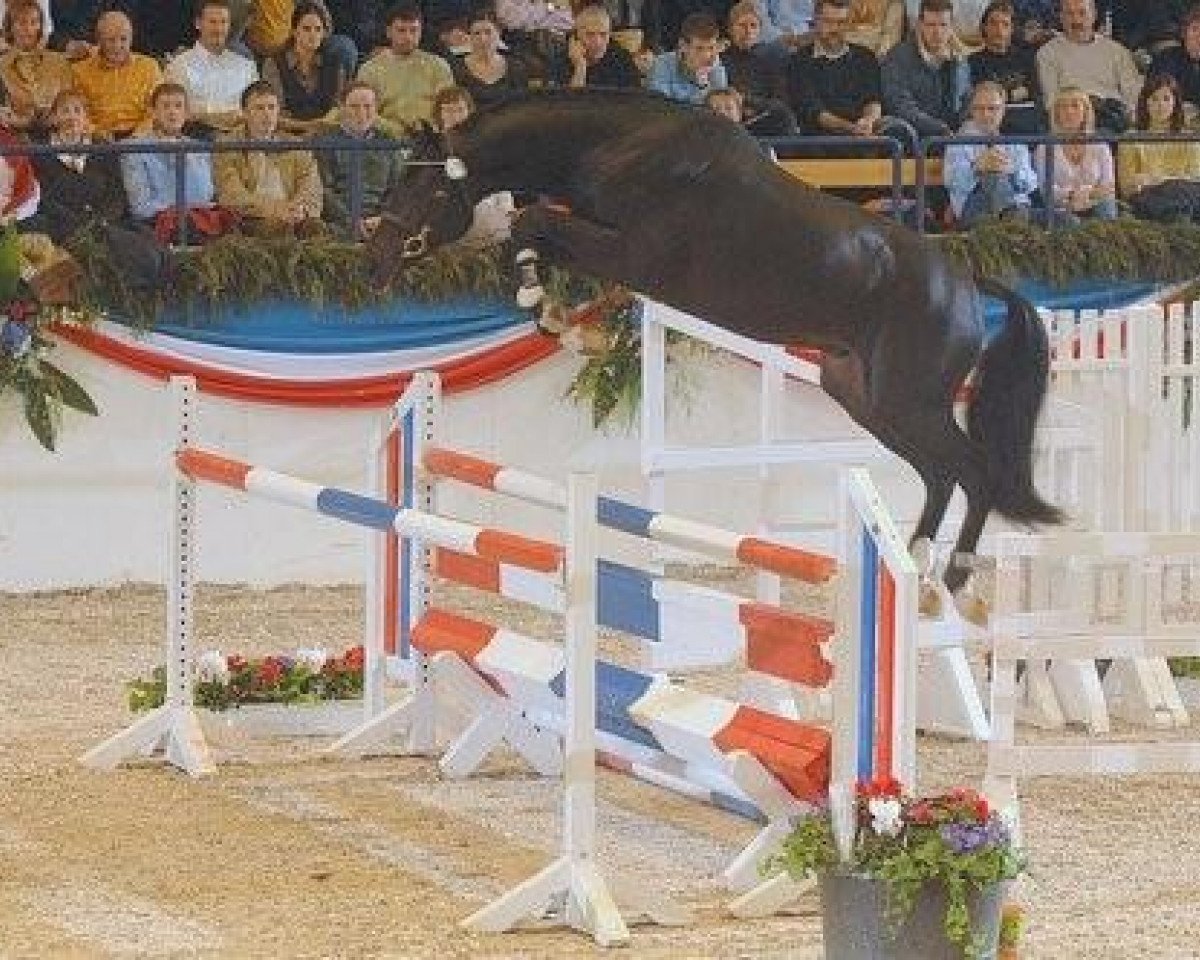 Deckhengst Diarado (Holsteiner, 2005, von Diamant de Semilly)