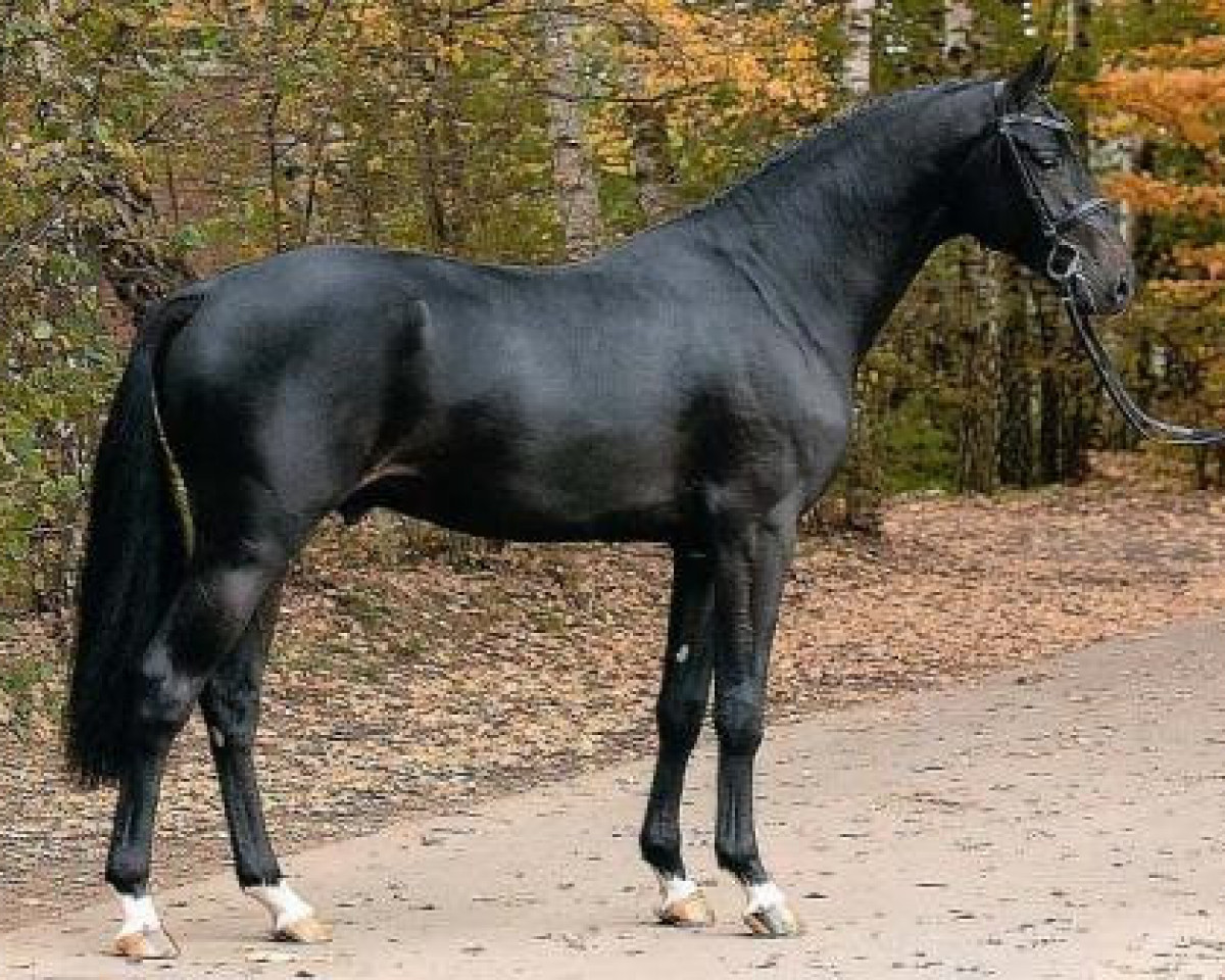 Deckhengst Diarado (Holsteiner, 2005, von Diamant de Semilly)