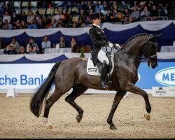 dressage horse Birkhof's Dave FBW (Württemberger, 2003, from Denaro)