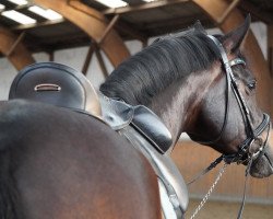 dressage horse Emyliano (Trakehner, 2017, from Ivanhoe)