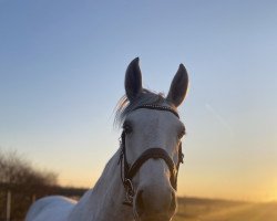 Springpferd Coria Levista (Hannoveraner, 2015, von Cristallo I)