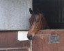 dressage horse Collino 4 (Trakehner, 2002, from I-Punkt)