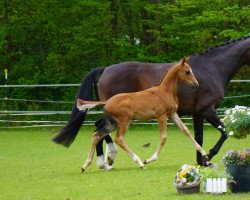 dressage horse Kyrill (Trakehner, 2021, from Elfado)