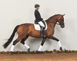 dressage horse Capetown's Chaquita (Holsteiner, 2009, from Cascari)