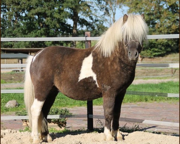 stallion Silbersees Luis (Shetland Pony, 2011, from Luxus)