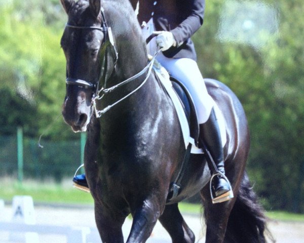 dressage horse Onke P. (Friese, 2004, from Aan 416)