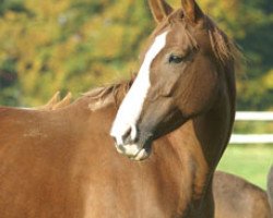 broodmare El Chica (Westphalian, 1999, from Ehrentusch)