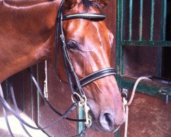 jumper Larissa (Oldenburg show jumper, 2007, from Landor S)