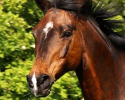 broodmare Feline (Holsteiner, 1991, from Contender)