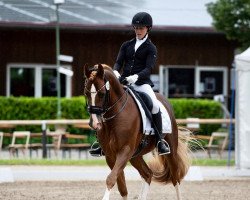 stallion Duplo 52 (German Riding Pony, 2013, from Dancing Star)