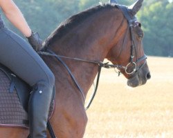 dressage horse Ronja (Zweibrücken, 1998, from Remy Martin Pur S)