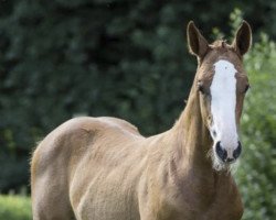 Springpferd Calle Bou (Oldenburger Springpferd, 2017, von Cellestial)