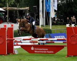 jumper Manhattan 79 (Irish Sport Horse, 2006, from Sire de Valette)