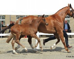 broodmare High Corrie (Oldenburg, 2003, from Cordalme Z)