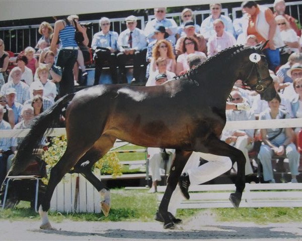 broodmare Athendra (Oldenburg, 2005, from Contendro I)