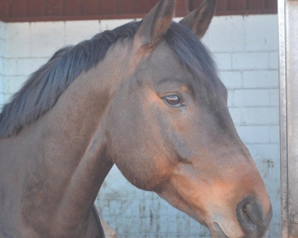 dressage horse Filipao (Oldenburg, 2007, from Fidertanz)