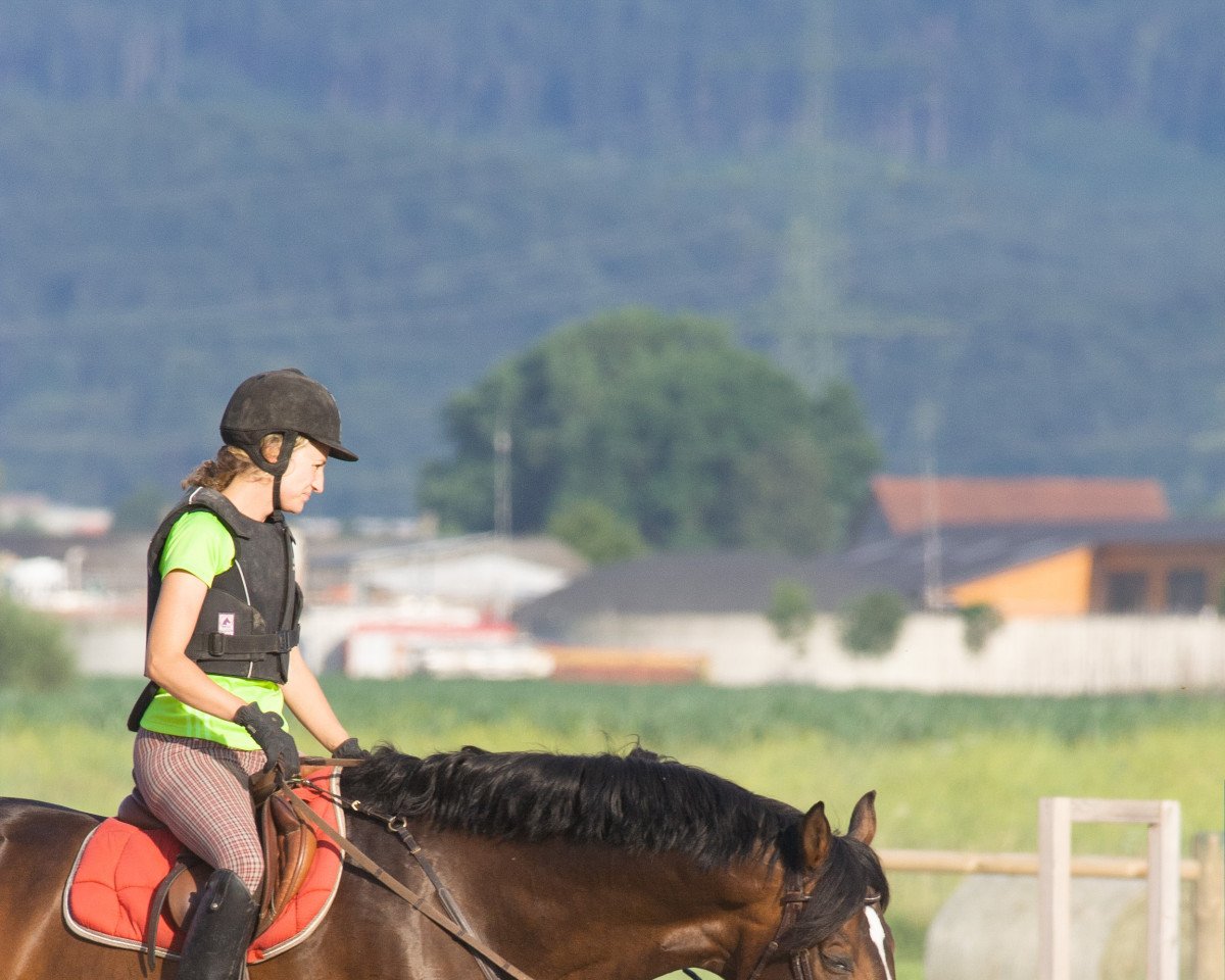 stallion Calimor (Württemberger, 1999, from Corlago)