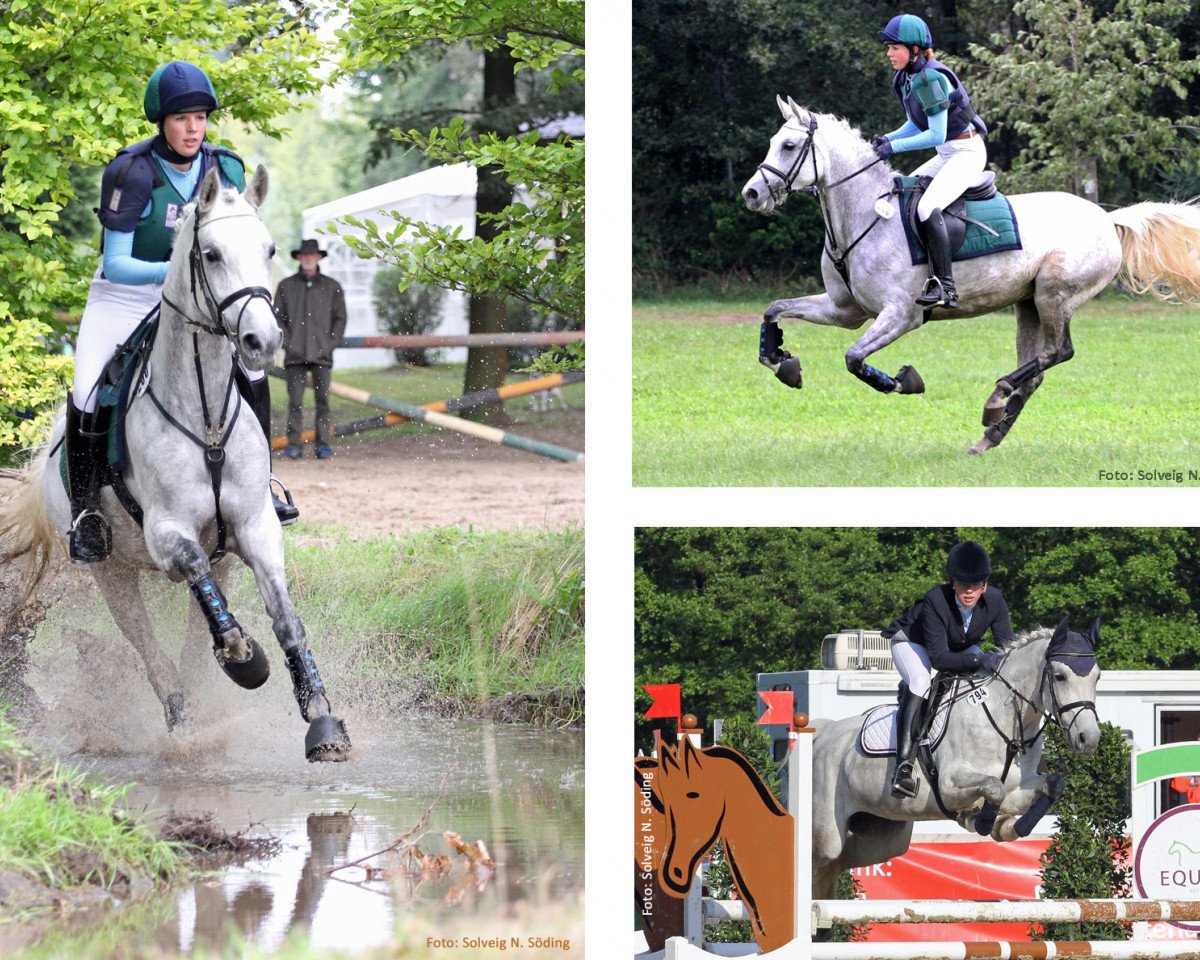 broodmare Roxana ShA (Shagya Arabian, 2005, from Occident ShA)