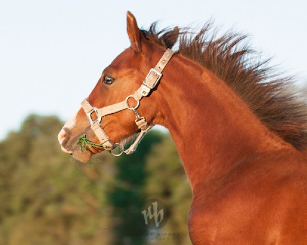 stallion Glorious Mr. Twisp (Mustang, 2013, from BestBreed Mustang Tumbleweed)