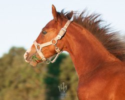 Deckhengst Glorious Mr. Twisp (Mustang, 2013, von BestBreed Mustang Tumbleweed)