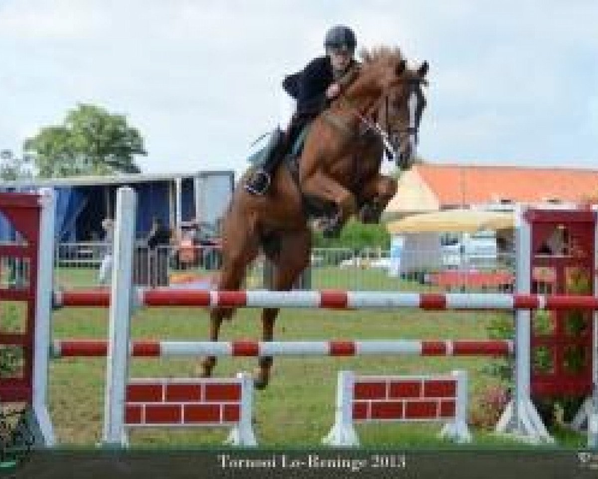stallion Hasall van de Mispelaere (Belgian Warmblood, 2007, from Casall Ask)