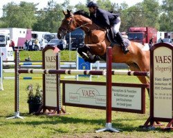 Zuchtstute Givago van de Groenedijk (Belgisches Warmblut, 2006, von Poor Boy)