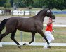 Springpferd Coconella V. Chrattenbach CH (Schweizer Warmblut, 2012, von Cielo)