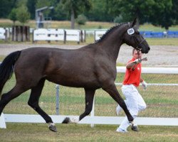 jumper Coconella V. Chrattenbach CH (Swiss Warmblood, 2012, from Cielo)