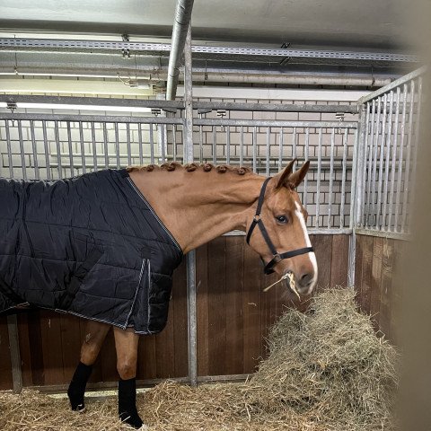 broodmare Calea GT (Westphalian, 2018, from Comilfo Plus Z)