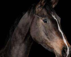 dressage horse Forever Girlfriends (Westphalian, 2017, from Sap Freudentaenzer)