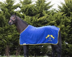 horse Donnarumma Blue Z (Belgisches Warmblut, 2018, from Dominator 2000 Z)