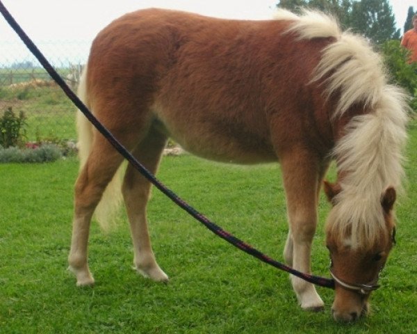 dressage horse Zeholfings Arianna (Shetland Pony, 2013, from Gero)