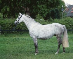 broodmare Blau-Rot (Oldenburg, 1993, from Insider)