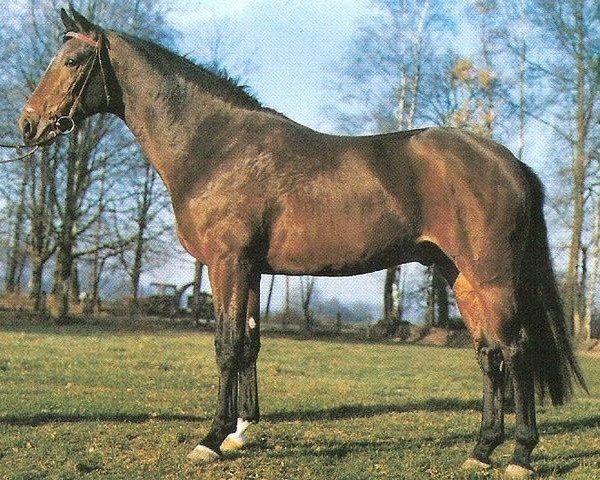 stallion Furisto (Hanoverian, 1971, from Furioso II)