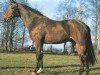 stallion Furisto (Hanoverian, 1971, from Furioso II)