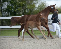 horse Conquestador GT (Westfale, 2021, from Conthargos)