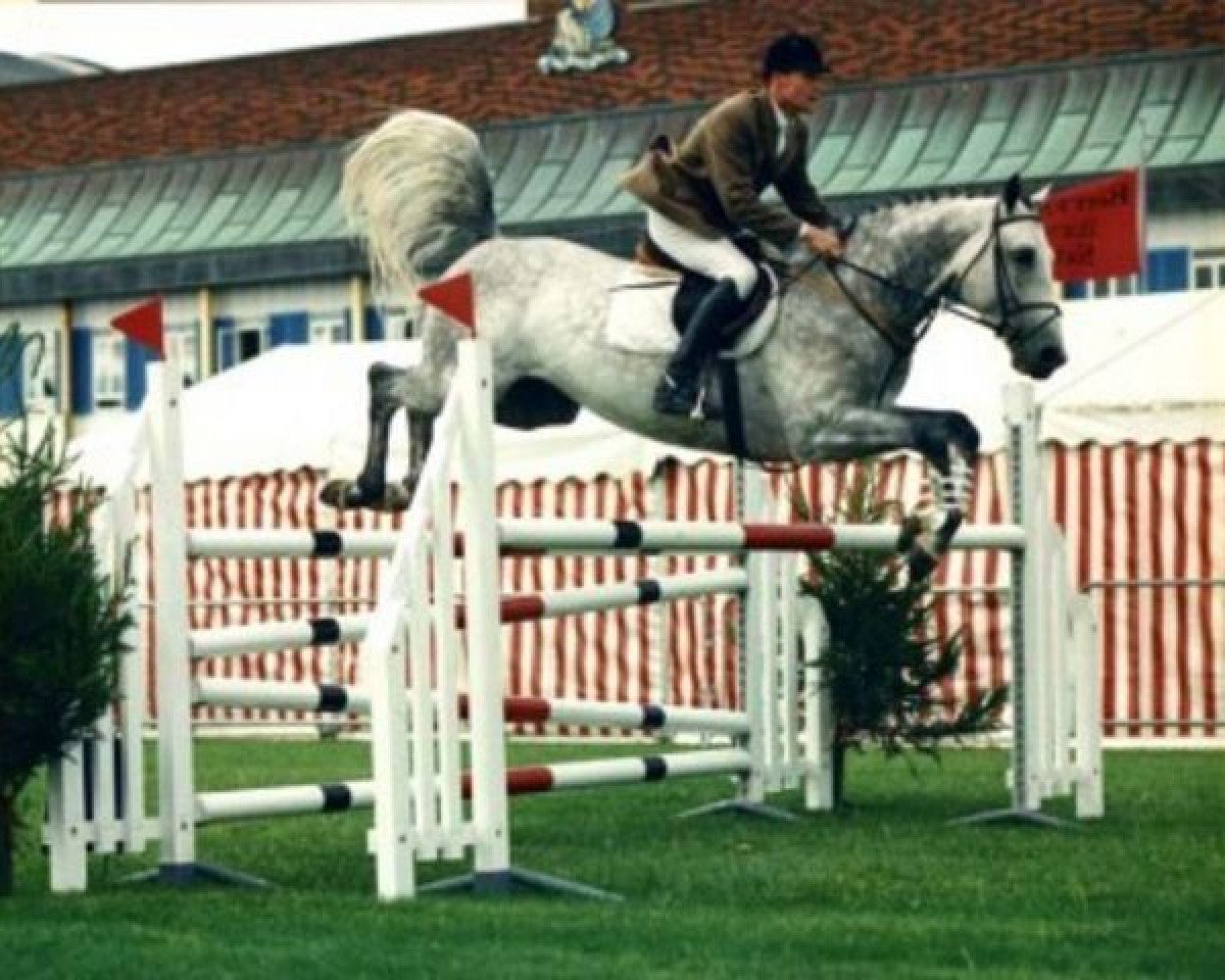 stallion Furisto's Diamond (Irish Sport Horse, 1993, from Furisto)