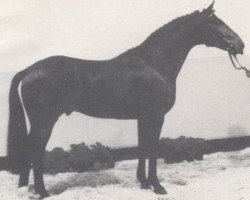 stallion Glacier (Hanoverian, 1985, from Gletscher)