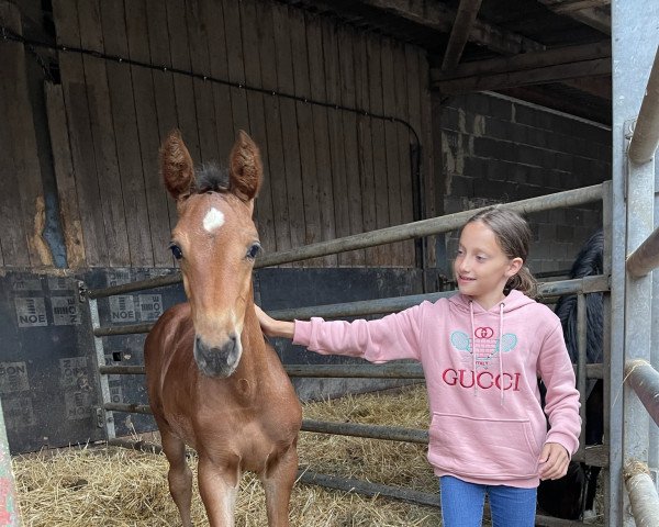 jumper Cherry Lady GT (Westphalian, 2021, from Chinchero)