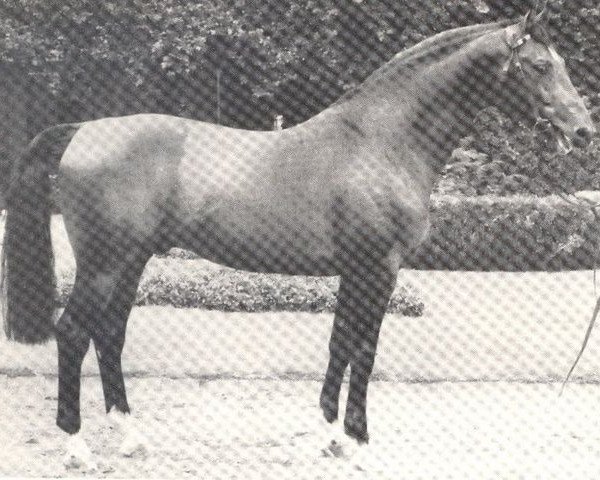 stallion Feuerzauber (Westphalian, 1977, from Feuerschein I)