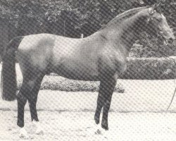 Deckhengst Feuerzauber (Westfale, 1977, von Feuerschein I)