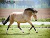 broodmare Steverheides Grace (German Riding Pony, 2002, from FS Golden Highlight)
