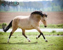 Zuchtstute Steverheides Grace (Deutsches Reitpony, 2002, von FS Golden Highlight)